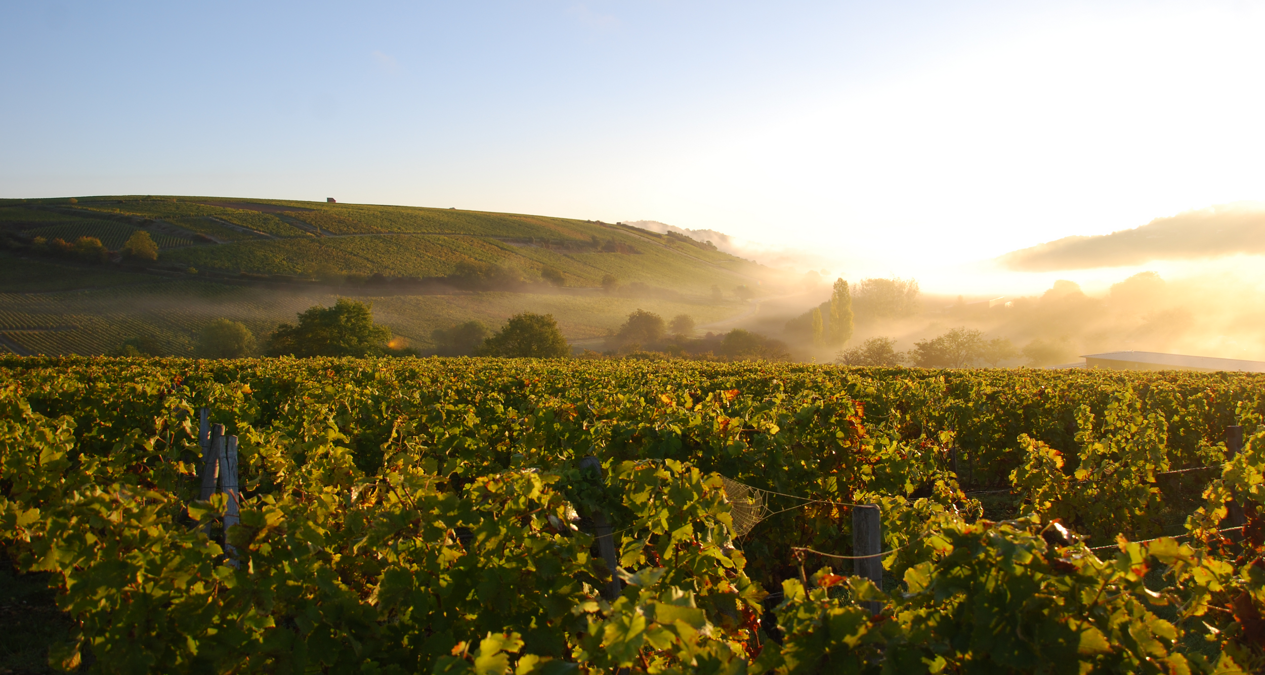 Experience wine.