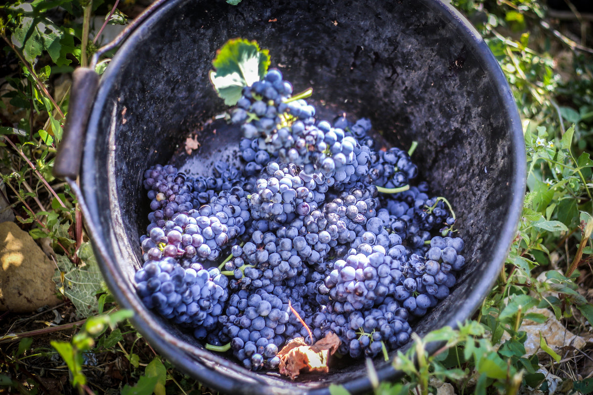 Château de la Gardine